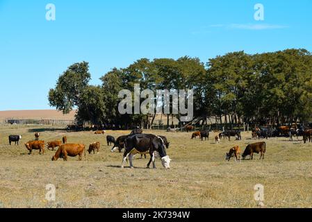 Mucche allevate con pascoli naturali, produzione di carne nella campagna argentina, provincia la Pampa, Argentina. Foto Stock