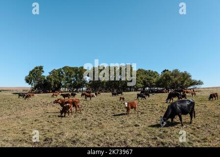 Mucche allevate con pascoli naturali, produzione di carne nella campagna argentina, provincia la Pampa, Argentina. Foto Stock