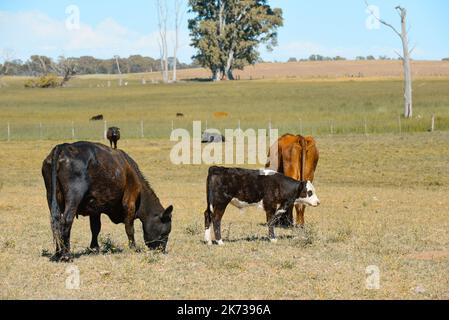Mucche allevate con pascoli naturali, produzione di carne nella campagna argentina, provincia la Pampa, Argentina. Foto Stock