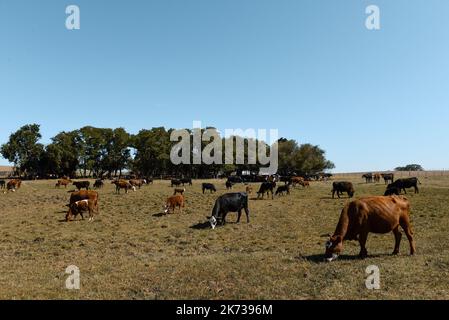 Mucche allevate con pascoli naturali, produzione di carne nella campagna argentina, provincia la Pampa, Argentina. Foto Stock