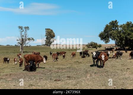 Mucche allevate con pascoli naturali, produzione di carne nella campagna argentina, provincia la Pampa, Argentina. Foto Stock