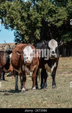 Mucche allevate con pascoli naturali, produzione di carne nella campagna argentina, provincia la Pampa, Argentina. Foto Stock