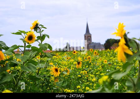 Ha individuato i girasoli in fuoco in un campo pieno di fiori con la torre della chiesa del villaggio sullo sfondo a Tongeren, Belgio Foto Stock