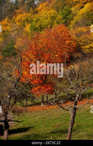 Una foresta con i suoi colori autunnali, giallo verde arancio rosso marrone. Un prato e due alberi morti incorniciano questa fotografia verticale. Foto Stock