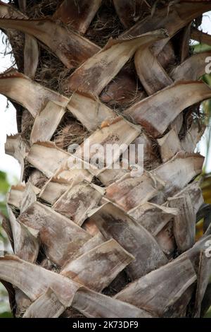 Cabbage Palm (Sabal palmetto) tronco con boot jack : (pix SShukla) Foto Stock