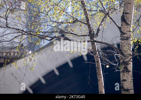 Particolare di alberi di betulla argentata con stazione sullo sfondo. Exchange Square, Londra, Regno Unito. Architetto: DSDHA, 2022. Foto Stock