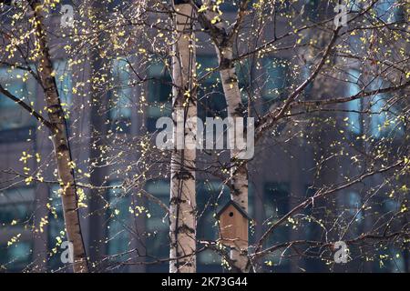 Particolare di alberi di betulla argentata. Exchange Square, Londra, Regno Unito. Architetto: DSDHA, 2022. Foto Stock