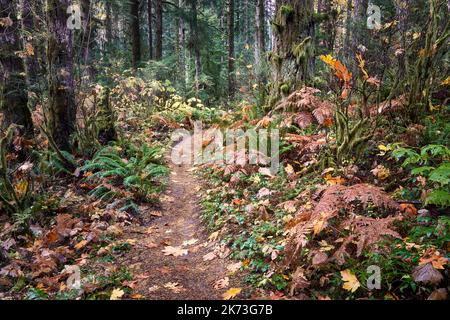 Un sentiero attraverso la fitta e colorata e brillante foresta autunnale. Foto Stock