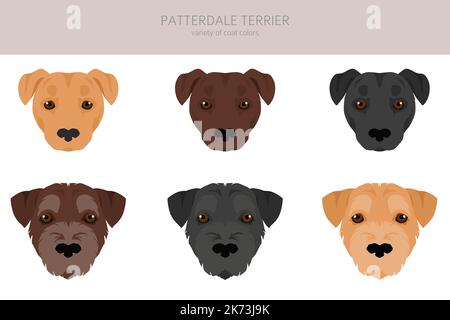 Patterdale terrier clipart. Set di tutti i colori del mantello. Infografica sulle caratteristiche di tutte le razze di cani. Illustrazione vettoriale Illustrazione Vettoriale