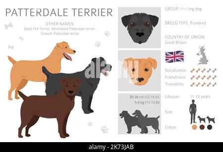 Patterdale terrier clipart. Set di tutti i colori del mantello. Infografica sulle caratteristiche di tutte le razze di cani. Illustrazione vettoriale Illustrazione Vettoriale