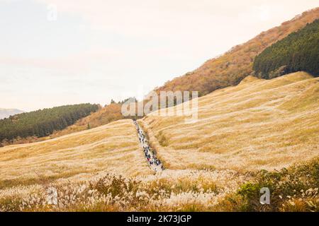 Autunno a Sengokuhara Pampas campi di erba Foto Stock