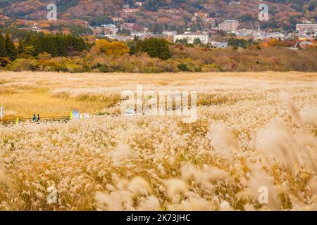 Autunno a Sengokuhara Pampas campi di erba Foto Stock
