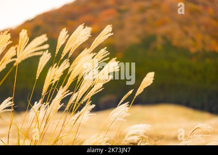 Autunno a Sengokuhara Pampas campi di erba Foto Stock
