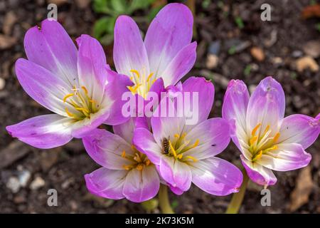 sorvola migrante su un grazioso crocus rosa e bianco Foto Stock