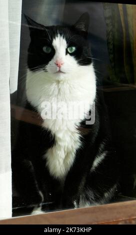 Gatto Tuxedo con occhi blu-verdi seduti sul davanzale e guardando attraverso la finestra Foto Stock