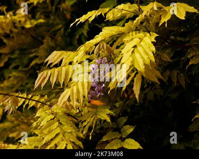 Primo piano di un fiore e foglie d'autunno gialle del rampicante giardino Wisteria floribunda glicine giapponese. Foto Stock