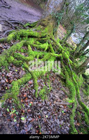 radici di albero che crescono in burnsall yorkshire dales regno unito Foto Stock