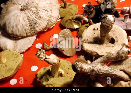I funghi appena raccolti giacciono sul tavolo e sono pronti per essere puliti. Foto Stock