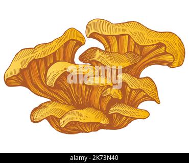 Finferli colorati funghi succosi isolati su sfondo bianco. Vegetariano fresco gustoso Forrest funghi finferli realistico stile schizzo. Illustrazione Vettoriale
