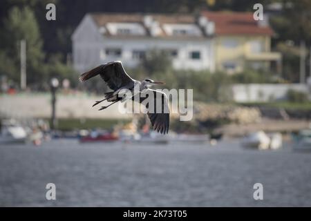 Heron in volo sopra il fiume Douro, il nord del Portogallo. Foto Stock