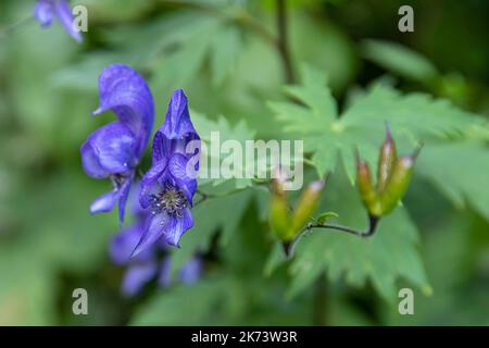 Primo piano di un fiore blu wolfsbane in montagna Foto Stock