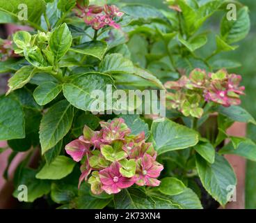 Splendidi fiori vivaci di Hydrangea, varietà 'Glam Rock' Foto Stock