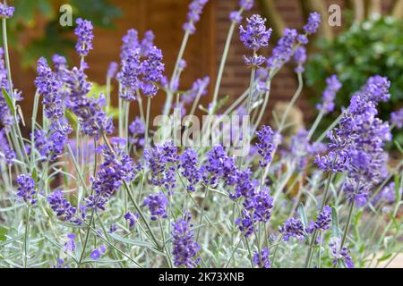Hidcote lavanda che cresce in giardino Foto Stock