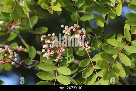 Albero di Sorbus a bacca bianca o albero di Sorbus cashmiriana Foto Stock