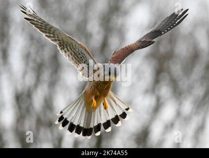 Maschio comune kestrel Foto Stock