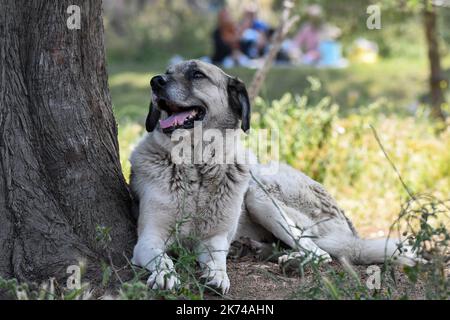 Pastore Anatoliano Foto Stock