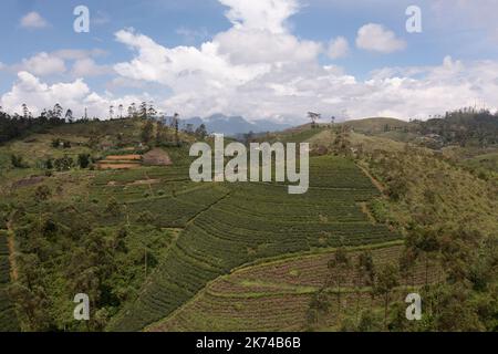 Vista dall'alto di colline e montagne con piantagioni di tè sullo sfondo di cielo blu e nuvole. Sri Lanka. Foto Stock