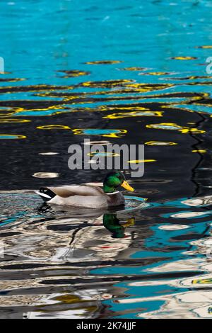 Maschio Mallard Duck nuotare attraverso riflessi vivaci del tè Foto Stock