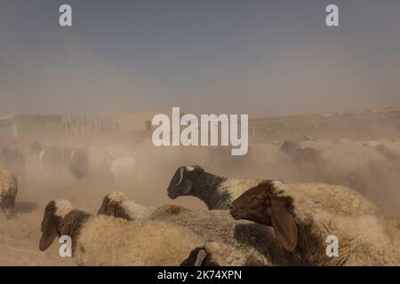 ©Chris Huby / le Pictorium/MAXPPP - Chris Huby / le Pictorium - 03/07/2017 - Syrie / Rojava / Raqqa - Chris Huby / le Pictorium - Siria: Campo profughi di Ain Issa - 03/07/2017 - Siria / Rojava / Raqqa - Foto Stock