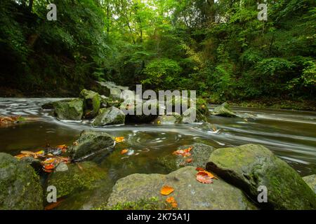 Una serie di immagini del Crumlin Glen, Irlanda del Nord. Foto Stock