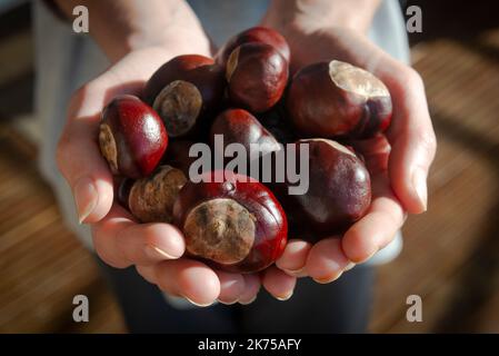 Mano che tiene castagne di cavallo, conkers. Foto Stock