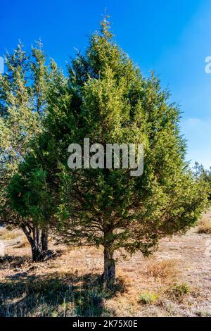 Juniperus thurifera, ginepro spagnolo, è una specie di ginepro originaria delle montagne del Mediterraneo occidentale. Guadalajara, Castilla la ma Foto Stock