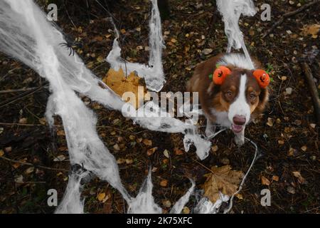 Concetto di animali domestici come persone. Il cane pastore australiano sorride e celebra Halloween nei boschi. L'Aussie indossa un archetto con zucche arancioni, si siede accanto Foto Stock