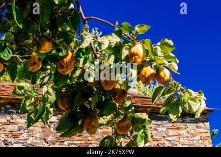 La cotogna, Cydonia oblona, è l'unico membro del genere Cydonia. E' un albero deciduo che porta frutti di pomo duri, aromatici e luminosi di colore giallo-dorato Foto Stock