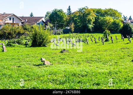 Il vecchio cimitero militare a Tranžament, Petrovaradin. Una vista panoramica del vecchio identico, trascurato lapidi in cemento croci del CE militare Foto Stock