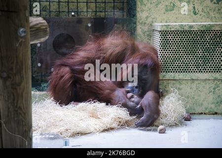 Il Borneo orang-utan 'Theodora' e il suo bambino 'Java' sono fotografati nel loro recinto presso lo zoo 'Menagerie du Jardin des Plantes' di Parigi il 25 ottobre 2018. L'ultima nascita di un orangutano alla menageria risale al 2005, secondo il Museo Nazionale di Storia Naturale (MNHN). Gli orangutani del Borneo sono sulla lista rossa dell'Unione Internazionale per la conservazione della natura (IUCN) come animali criticamente minacciati. Foto Stock