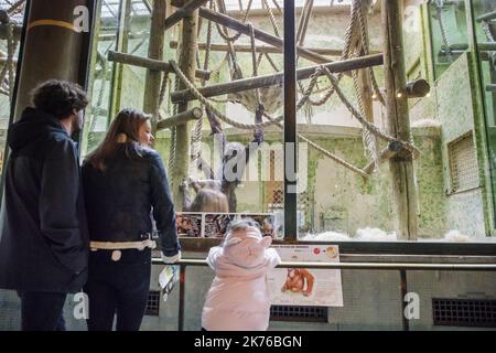 Il Borneo orang-utan 'Theodora' e il suo bambino 'Java' sono fotografati nel loro recinto presso lo zoo 'Menagerie du Jardin des Plantes' di Parigi il 25 ottobre 2018. L'ultima nascita di un orangutano alla menageria risale al 2005, secondo il Museo Nazionale di Storia Naturale (MNHN). Gli orangutani del Borneo sono sulla lista rossa dell'Unione Internazionale per la conservazione della natura (IUCN) come animali criticamente minacciati. Foto Stock