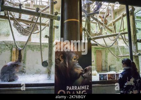 Il Borneo orang-utan 'Theodora' e il suo bambino 'Java' sono fotografati nel loro recinto presso lo zoo 'Menagerie du Jardin des Plantes' di Parigi il 25 ottobre 2018. L'ultima nascita di un orangutano alla menageria risale al 2005, secondo il Museo Nazionale di Storia Naturale (MNHN). Gli orangutani del Borneo sono sulla lista rossa dell'Unione Internazionale per la conservazione della natura (IUCN) come animali criticamente minacciati. Foto Stock