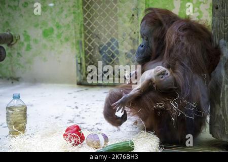 Il Borneo orang-utan 'Theodora' e il suo bambino 'Java' sono fotografati nel loro recinto presso lo zoo 'Menagerie du Jardin des Plantes' di Parigi il 25 ottobre 2018. L'ultima nascita di un orangutano alla menageria risale al 2005, secondo il Museo Nazionale di Storia Naturale (MNHN). Gli orangutani del Borneo sono sulla lista rossa dell'Unione Internazionale per la conservazione della natura (IUCN) come animali criticamente minacciati. Foto Stock