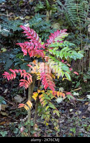 Un popolare arbusto invernale fiorito, il Mahonia aggiunge anche un tocco di colore ai giardini in autunno. Il fogliame pungente si trasforma in cremisi prima di cadere Foto Stock