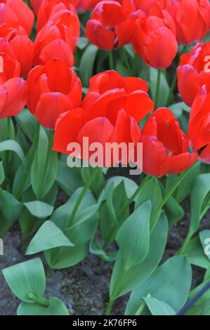 Tulipani (Tulipa) semplicemente fiore rosso in un giardino nel mese di marzo Foto Stock