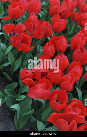 Tulipani (Tulipa) semplicemente fiore rosso in un giardino nel mese di marzo Foto Stock