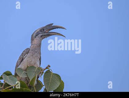 Una Hornbill grigia che chiama dall'alto dell'albero Foto Stock