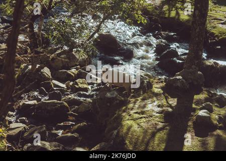 Pecore in piedi su una piccola isola nel mezzo di un fiume Foto Stock