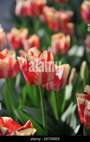 Bianco con fiamma rossa tulipani Triumph (Tulipa) Spryng Rembrandt fiorisce in un giardino nel mese di marzo Foto Stock