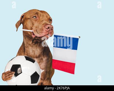 Affascinante, adorabile cucciolo, tenendo bandiera nazionale Francia e palla di calcio. Preparativi per la Coppa del mondo. Primo piano, all'interno. Foto studio. Concetto di automobile Foto Stock